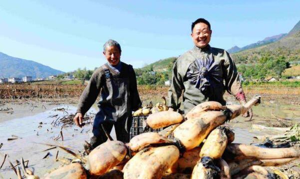 湖北莲藕产地在哪里,湖北最大的莲藕产地