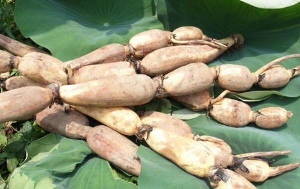 新垦莲藕是粉的还是脆的,新垦莲藕怎么是脆的