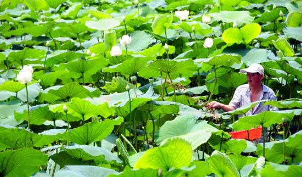 陕西什么地方产莲藕,陕西莲藕产地(陕西莲藕种植基地)