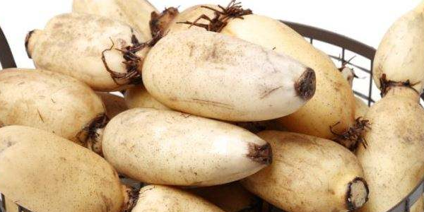 广东哪里的莲藕最粉,广东莲藕种子哪里有卖