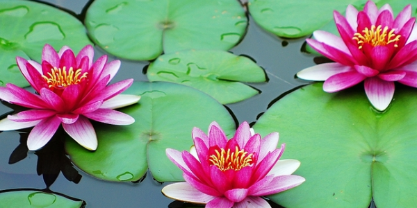 莲藕开花是荷叶花吗,睡莲下面长藕吗