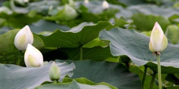 莲藕开花是荷叶花吗,睡莲下面长藕吗