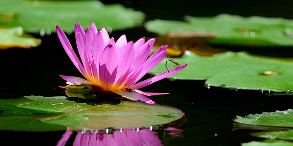 睡莲有莲藕吗,莲子是莲藕的种子吗