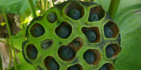 睡莲有莲藕吗,莲子是莲藕的种子吗