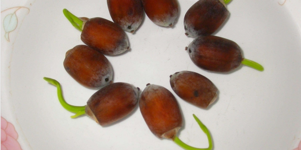 睡莲有莲藕吗,莲子是莲藕的种子吗