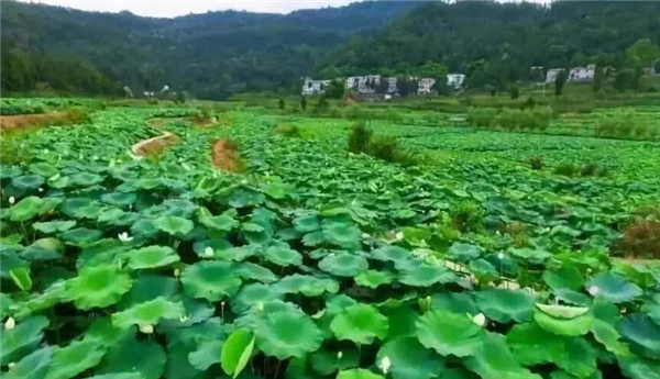 浅水莲藕品种介绍,浅水莲藕品种大全