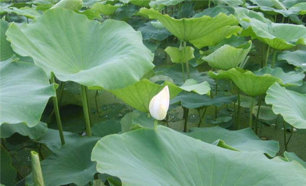 浅水莲藕品种介绍,浅水莲藕品种大全