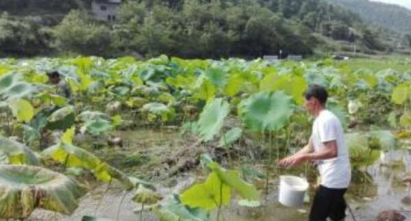 种莲藕可以用什么肥料，莲藕用什么肥料产量高