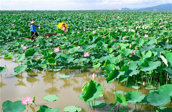 藕带和莲藕是一个品种吗,什么莲藕品种藕带最好