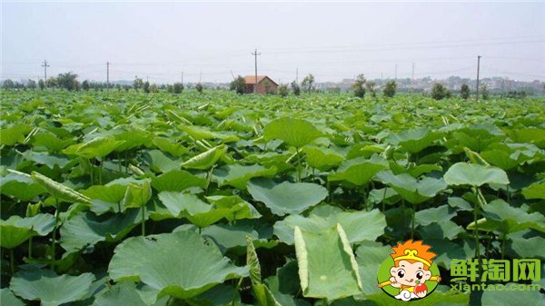 又高产又粉的莲藕品种,高产莲藕具体施肥时间