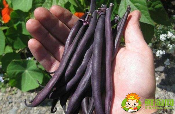 四季豆是什么样子的,四季豆是什么颜色的