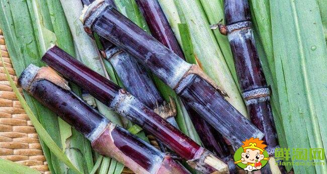 甘蔗最早什么时候成熟,甘蔗几月份最好吃