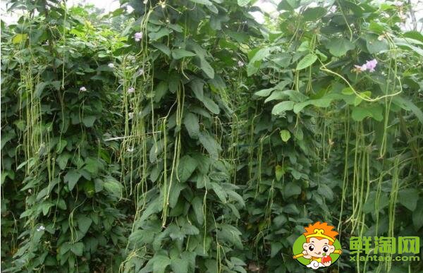 豆角为什么会回奶,减肥为什么不能吃豆角