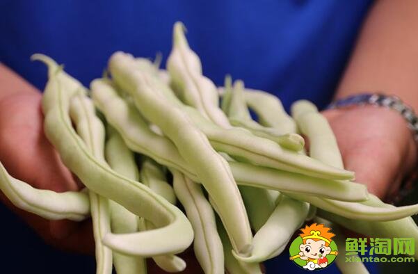 各种豆角图片和名称,适合北方种的各种豆角图片