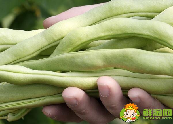 各种豆角图片和名称,适合北方种的各种豆角图片