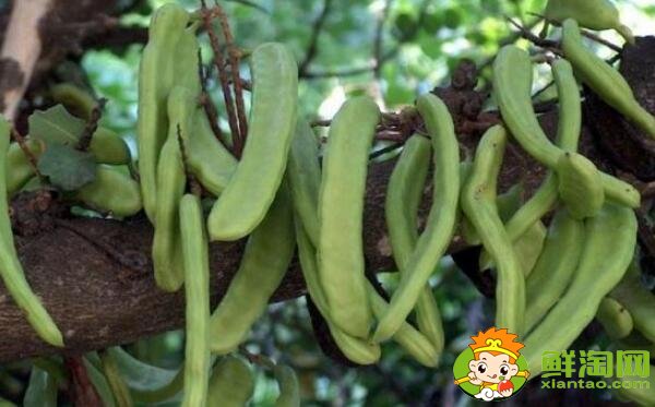 四季豆和蛇豆一样吗，蛇豆和四季豆的区别