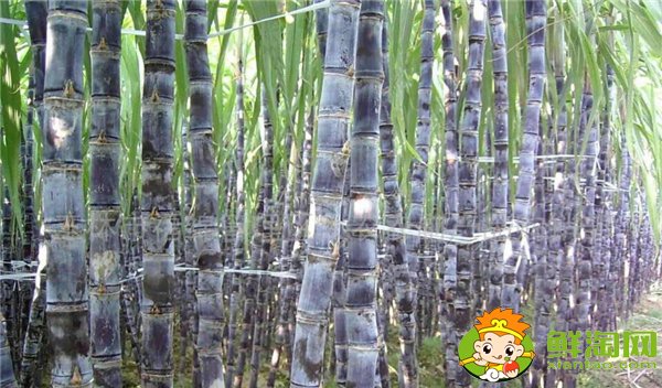 四川甘蔗什么时候成熟,四川甘蔗主产区