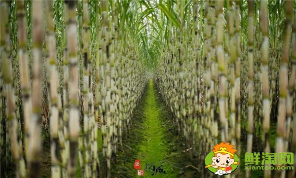 四川甘蔗什么时候成熟,四川甘蔗主产区
