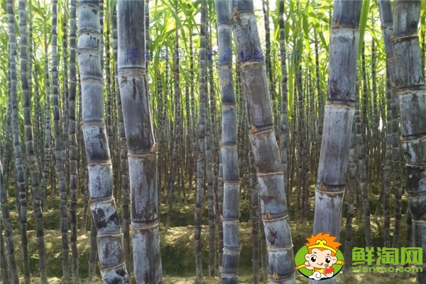 四川甘蔗什么时候成熟,四川甘蔗主产区