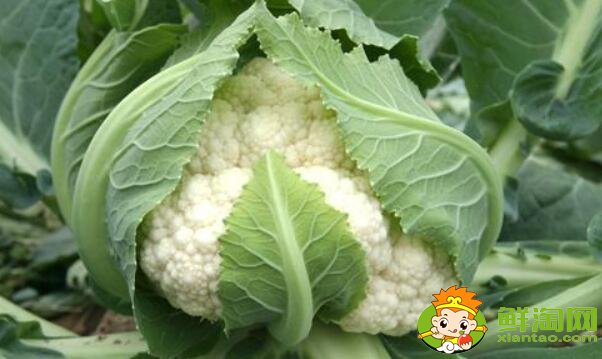 花菜和菜花是一种菜吗,菜花怎么煮