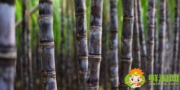 云南甘蔗什么时候成熟,云南甘蔗什么时候上市