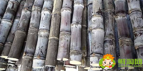 大连甘蔗什么时候成熟，大连哪里有种甘蔗的