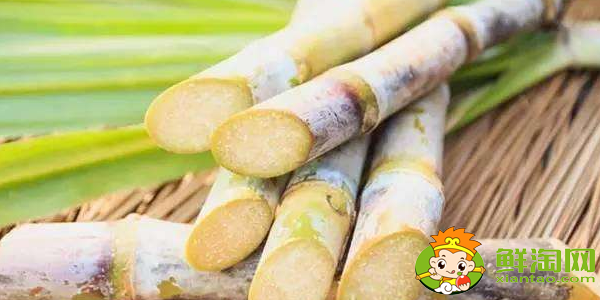 大连甘蔗什么时候成熟，大连哪里有种甘蔗的