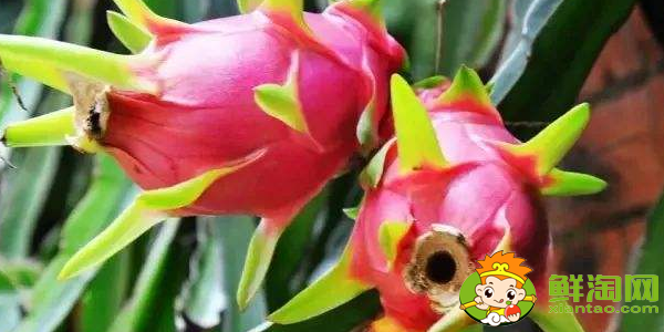 越南红心火龙果的成熟期,火龙果储存时间有多长