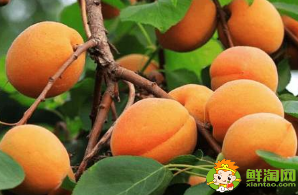 杏子多了怎么处理,杏子的贮藏方法有哪些