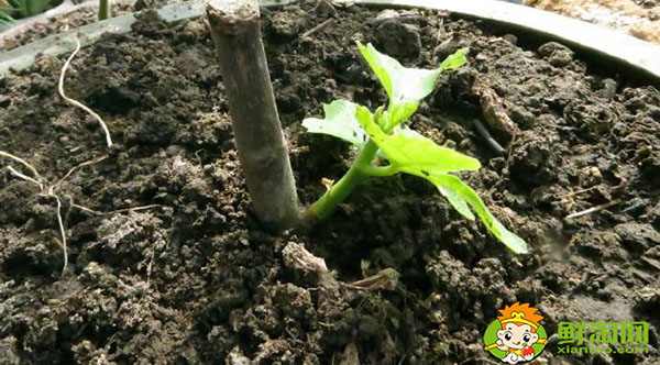 新鲜无花果可以种吗,新鲜无花果多少钱一斤