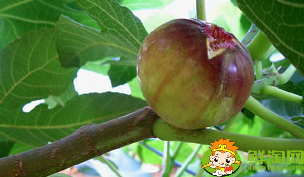 青无花果怎么吃最好,青无花果怎么吃剥皮吗