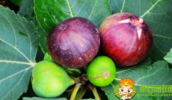 青无花果怎么吃最好,青无花果怎么吃剥皮吗