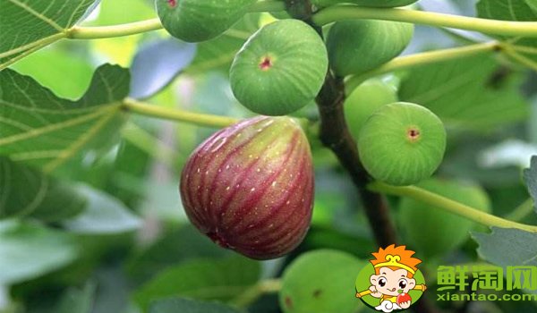 很小的青无花果怎么吃,无花果怎么吃比较甜