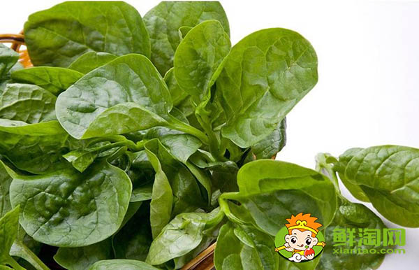 大叶木耳菜种子需要催芽吗,木耳菜催芽为什么要放醋