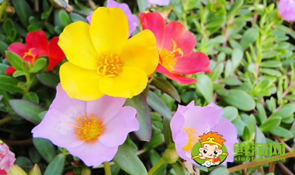 马齿苋开什么颜色的花,马齿苋图片大全