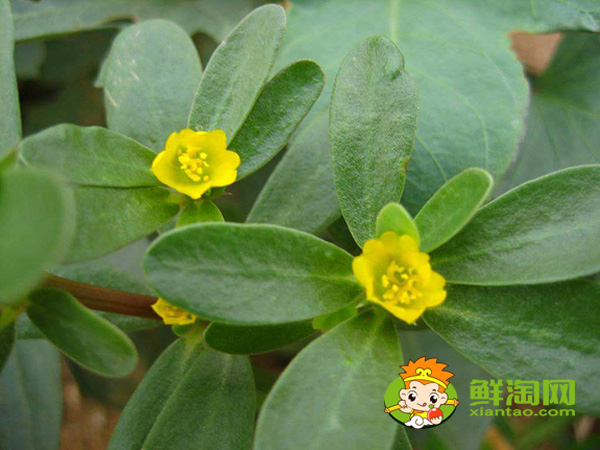 马齿苋开什么颜色的花,马齿苋图片大全