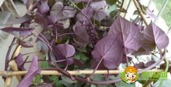 紫色木耳菜能吃吗,木耳菜结的果实怎么吃