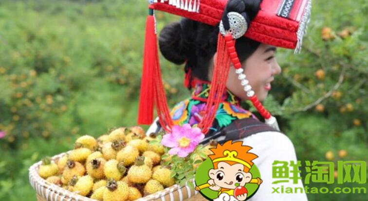 刺梨什么时候采摘最好,刺梨怎么去刺再泡冰糖