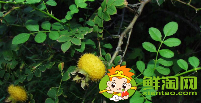 刺梨是什么季节生长的,刺梨几年挂果