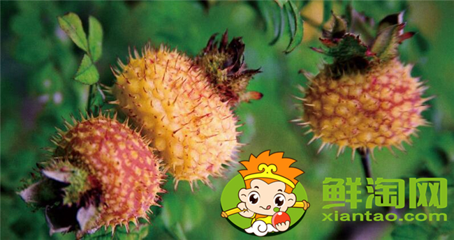 刺梨是什么季节生长的,刺梨几年挂果