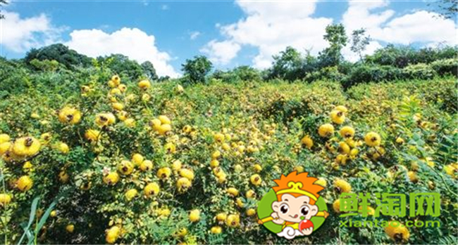 贵州刺梨基地在哪里,贵州最大的刺梨基地六盘水市