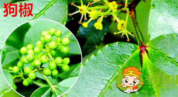 狗椒与花椒的区别图片,狗椒与花椒哪个好