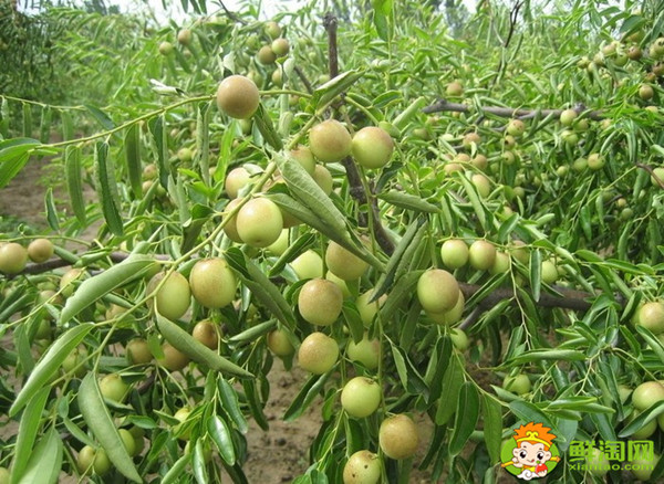 小青枣可以泡酒吗,小青枣泡酒的功效与作用