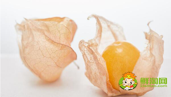 姑娘果学名叫什么,姑娘果有什么药用价值