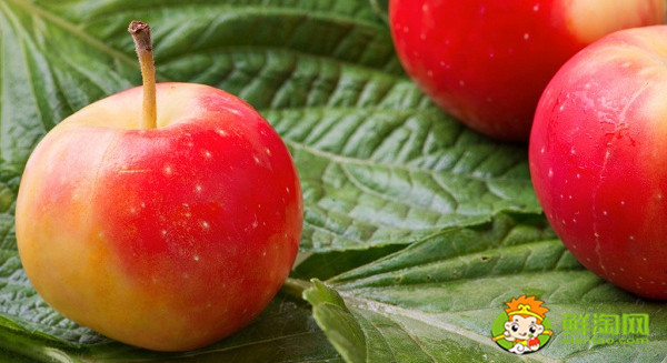 北方的沙果什么时候成熟,东北的沙果长什么样