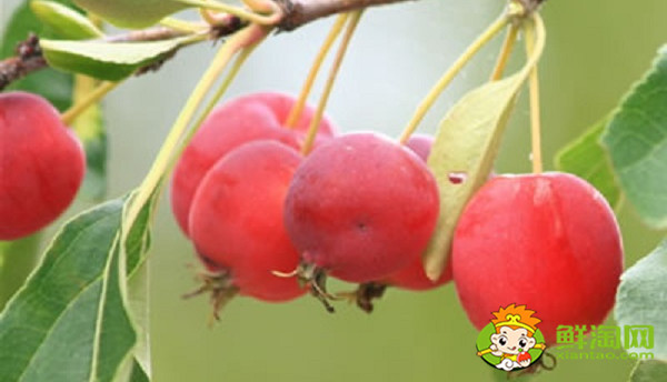 北方的沙果什么时候成熟,东北的沙果长什么样