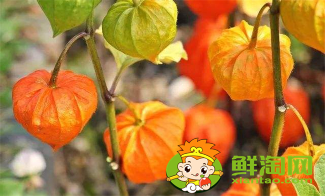 毛酸浆怎么吃,假毛酸浆和毛酸浆区别