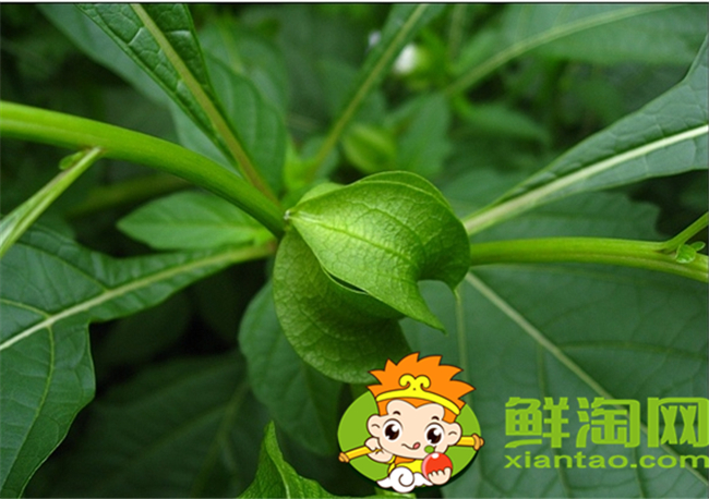毛酸浆怎么吃,假毛酸浆和毛酸浆区别