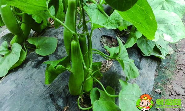 羊角蜜甜瓜不甜怎么回事,绿宝甜瓜和羊角蜜哪种甜