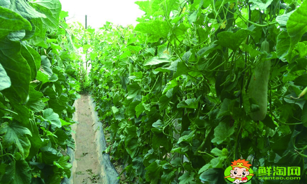 羊角蜜甜瓜不甜怎么回事,绿宝甜瓜和羊角蜜哪种甜